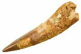 Fossil Spinosaurus Tooth - Real Dinosaur Tooth #364219-1